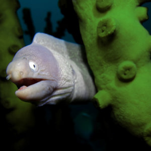 White Eyed Moray Eel