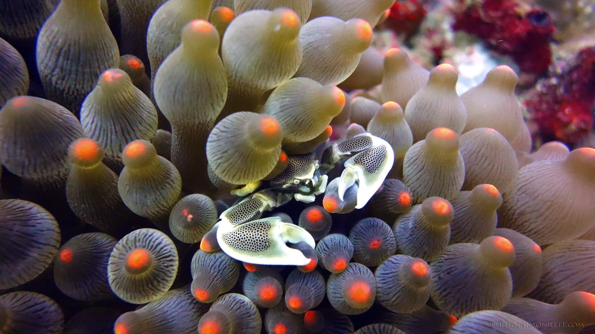 Anemone Crab Hiding In Bubble Corals