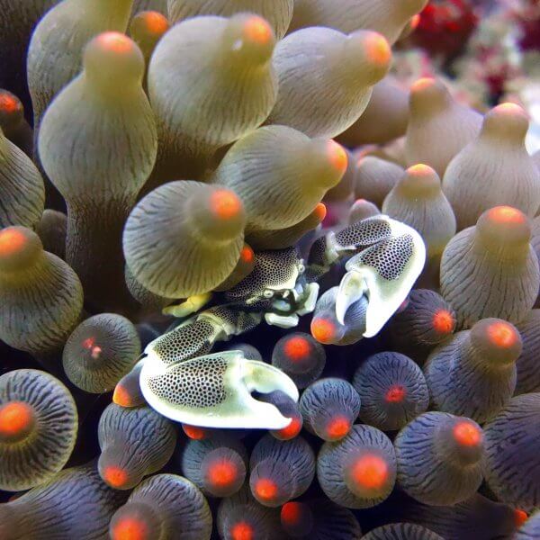 Anemone Crab In Bubble Corals