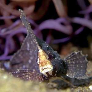 Cockatoo Wasp Fish