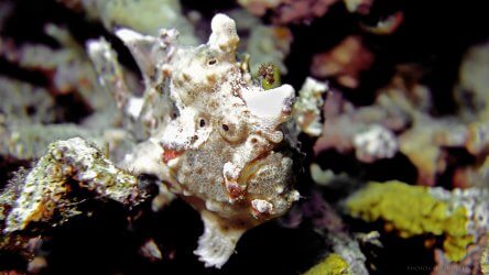 White Warty Frog Fish