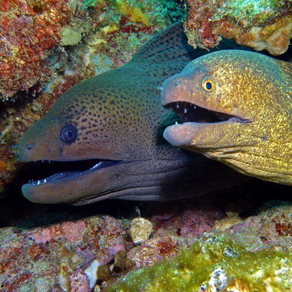 Giant & Yellow Etched Morays Sharing A Hole