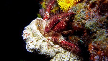 Hairy Leg Hermit Crab