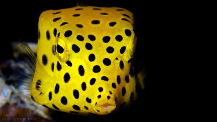 Juvenille Yellow Box Fish