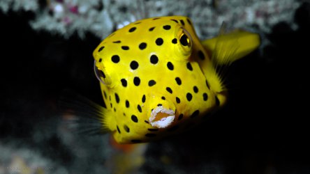 Juvenile Yellow Box Fish