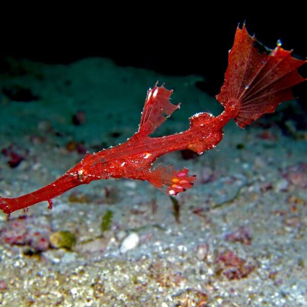 Juvenile Ghost or Delicate Pipe Fish