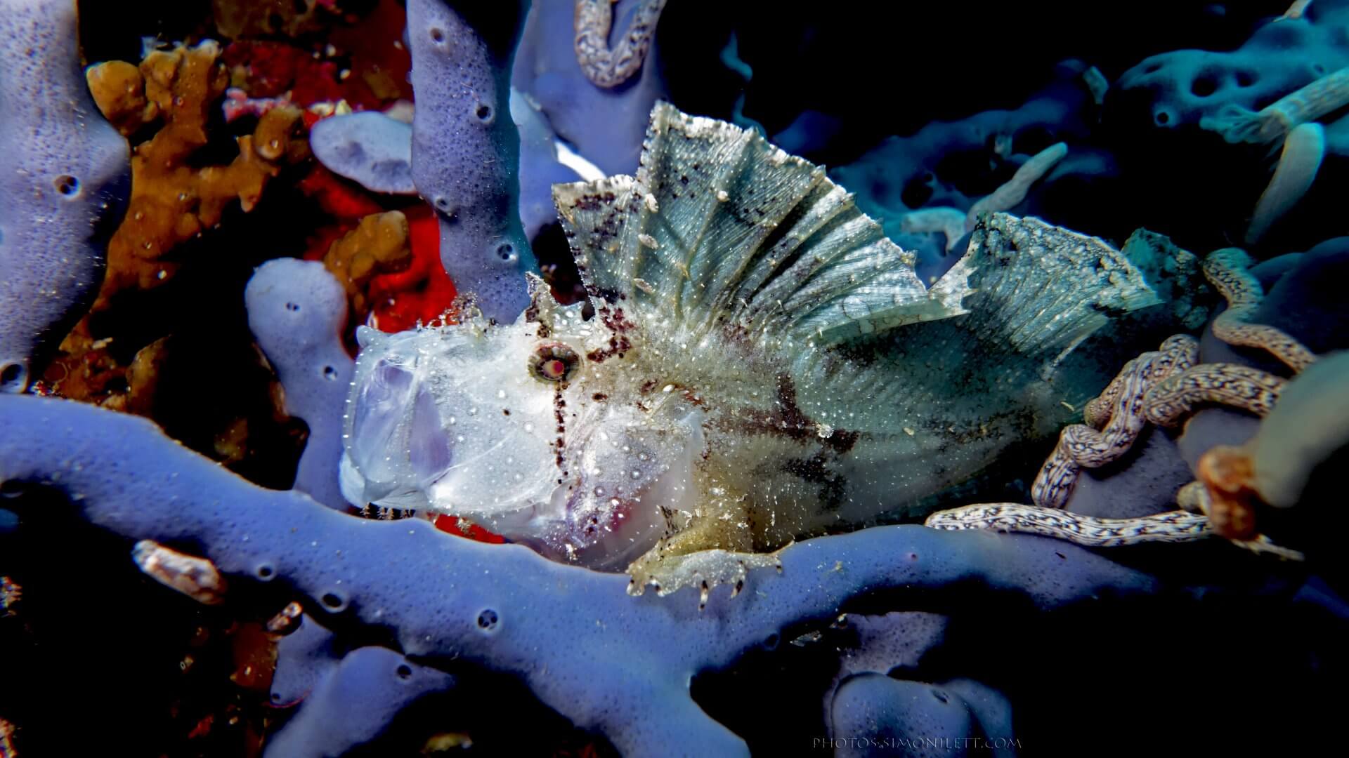 Leafy Scorpion Fish – Ghostly White