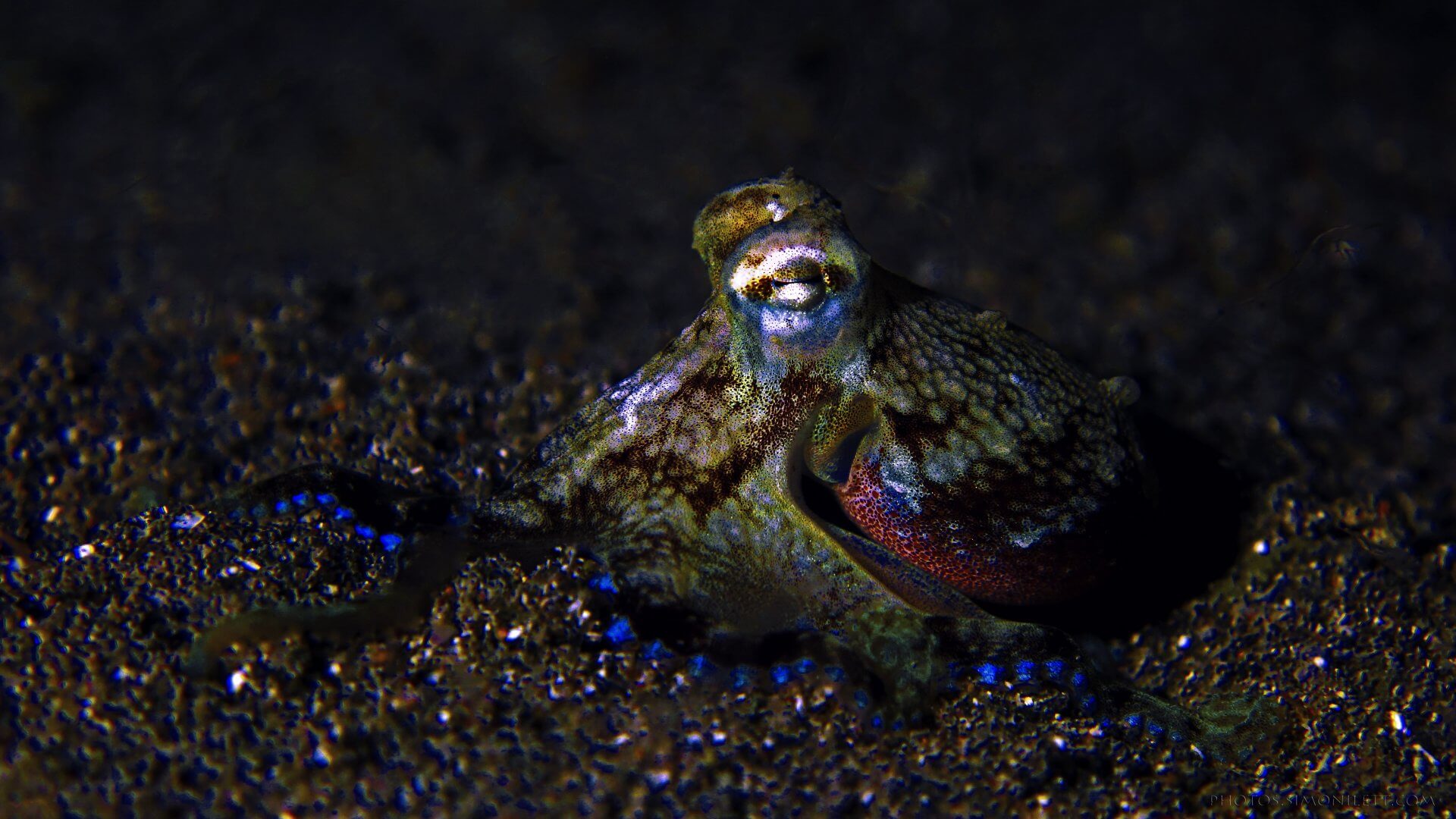 Juvenile Octopus – Hunting In The Muck