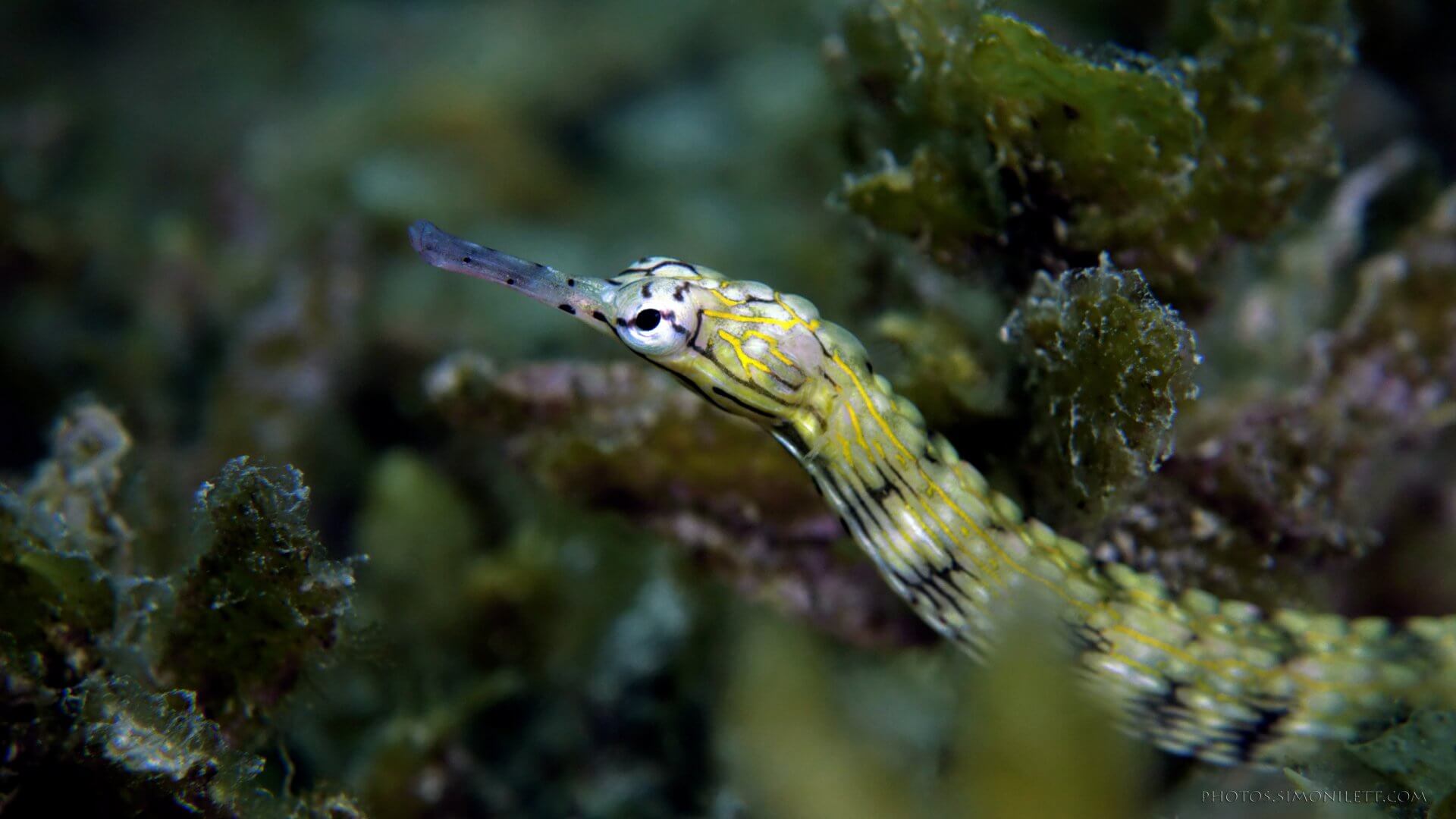 Reef Pipe Fish – Beauty In Commonality