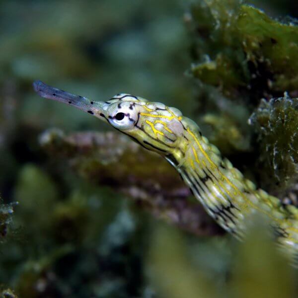 Reef Pipe Fish