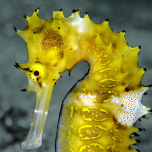 Spiny Yellow Seahorse