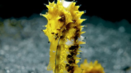 Spiny Yellow Seahorse