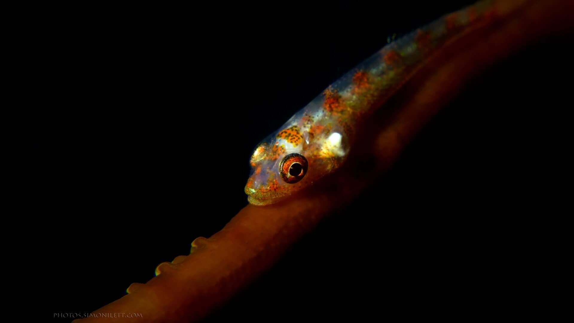 Whip Coral Gobies & Why You Should Shoot Them