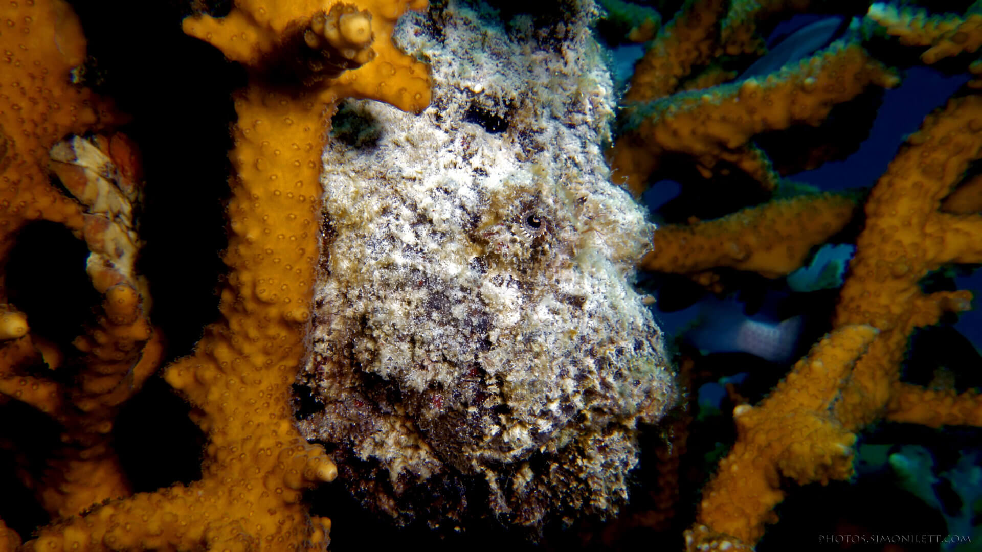 Stone Fish Staghorn Sentinel