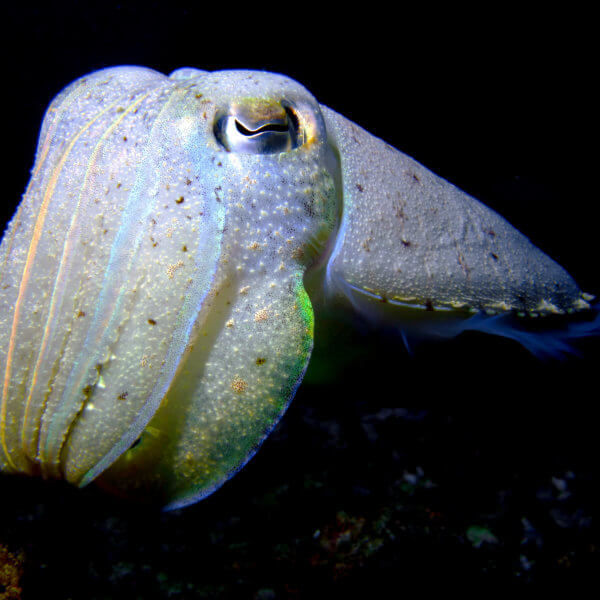 Ghostly White Cuttlefish  Underwater Photography by Simon Ilett