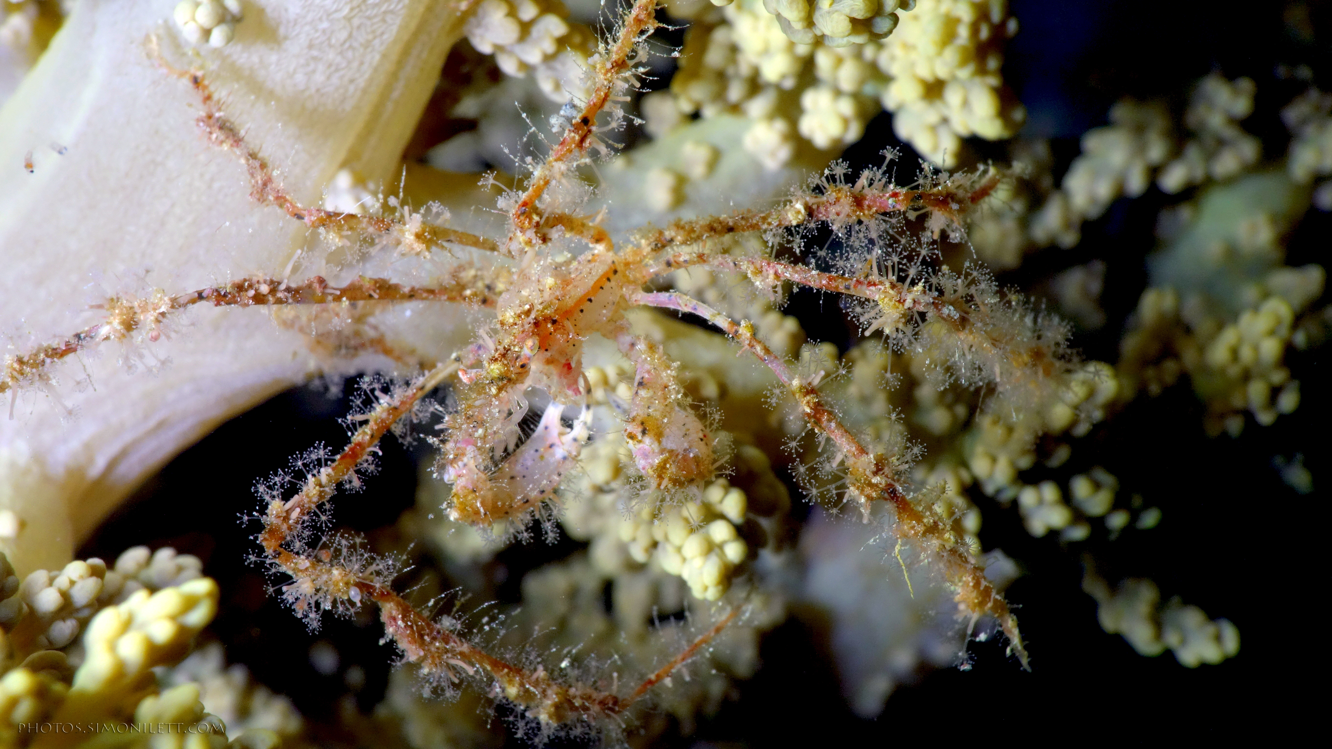 Juvenile Decorator Crab  Underwater Photography by Simon Ilett