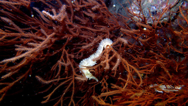 Tiger Tail Sea Horse in Black Coral Structure