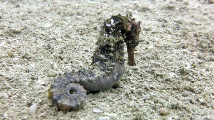 Black and Grey Tiger Tail On Sea Floor