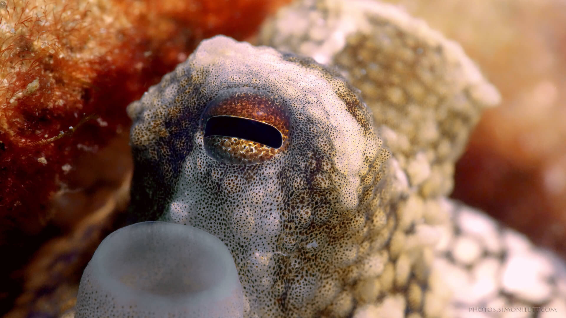 Finding Octopus At Kata Beach Phuket