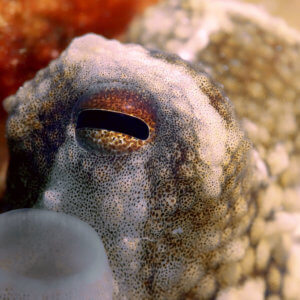 Octopus Kata Beach Phuket