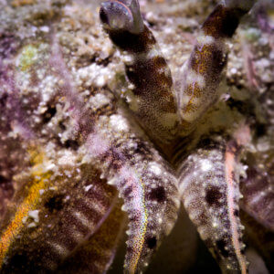 Cuttlefish Close Up