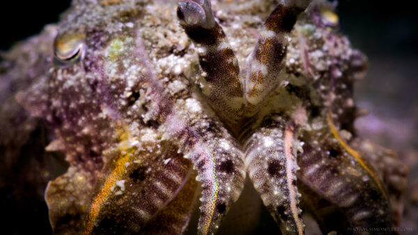 Cuttlefish Close Up