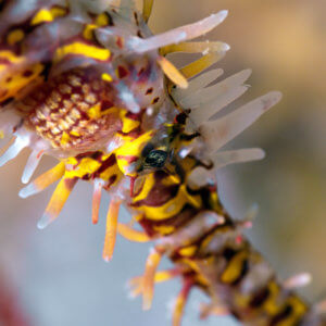 Ornate Ghost Pipe Fish Red & Gold