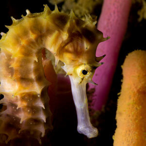 Spiny Multi Colored Seahorse