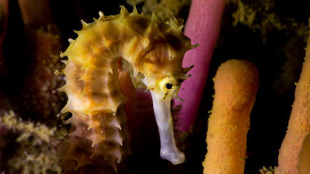 Spiny Multi Colored Seahorse
