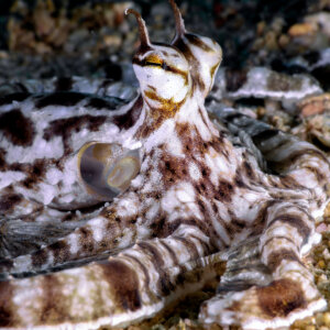 Mimic Octopus Kata Beach Phuket Thailand