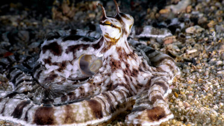 Mimic Octopi Kata Beach 2023  Underwater Photography by Simon