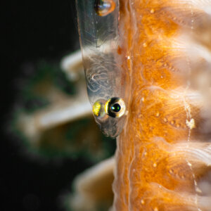 Sea Pen Goby - Transparent Brain