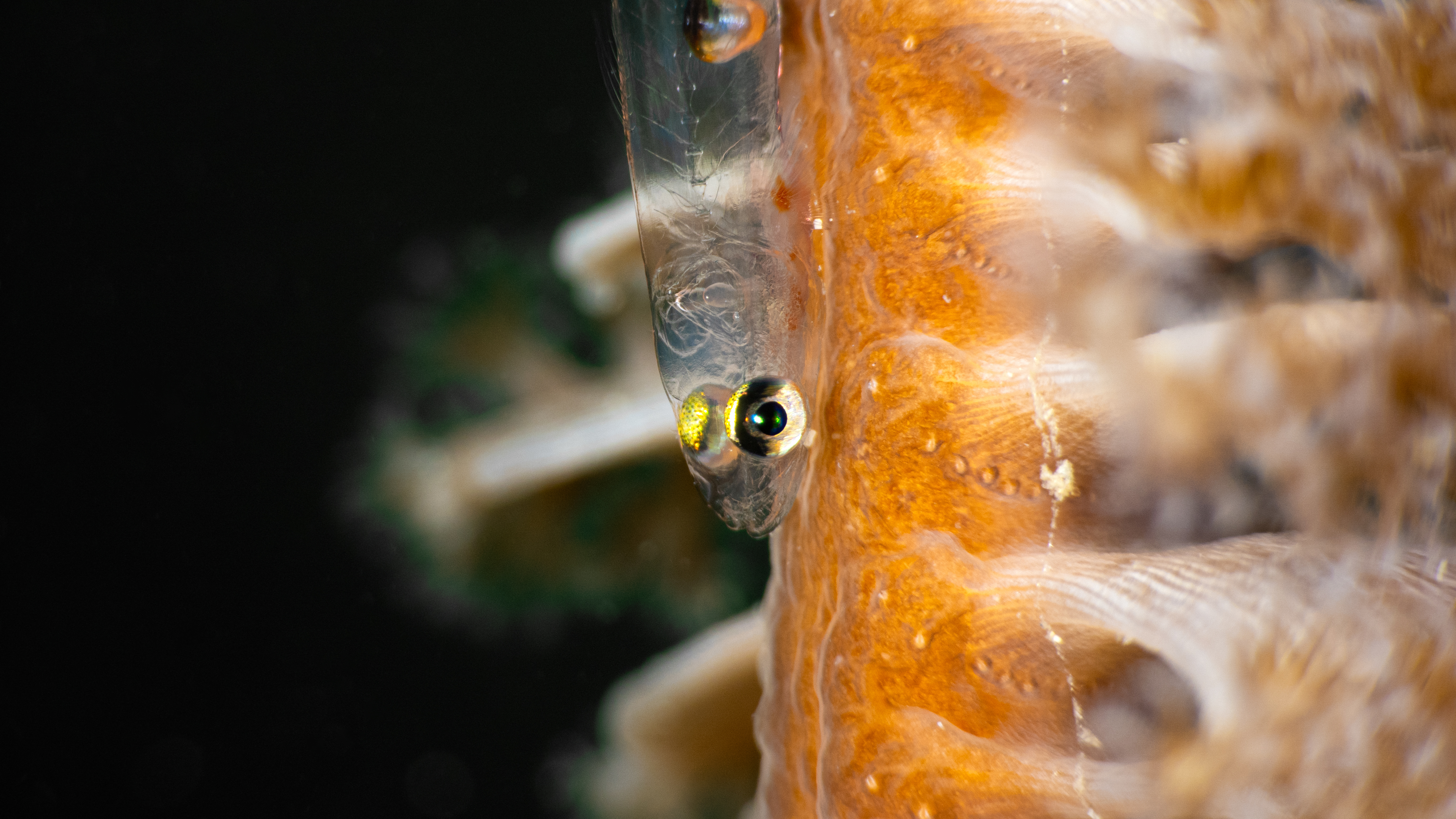 Sea Pen Goby – Transparent Brain